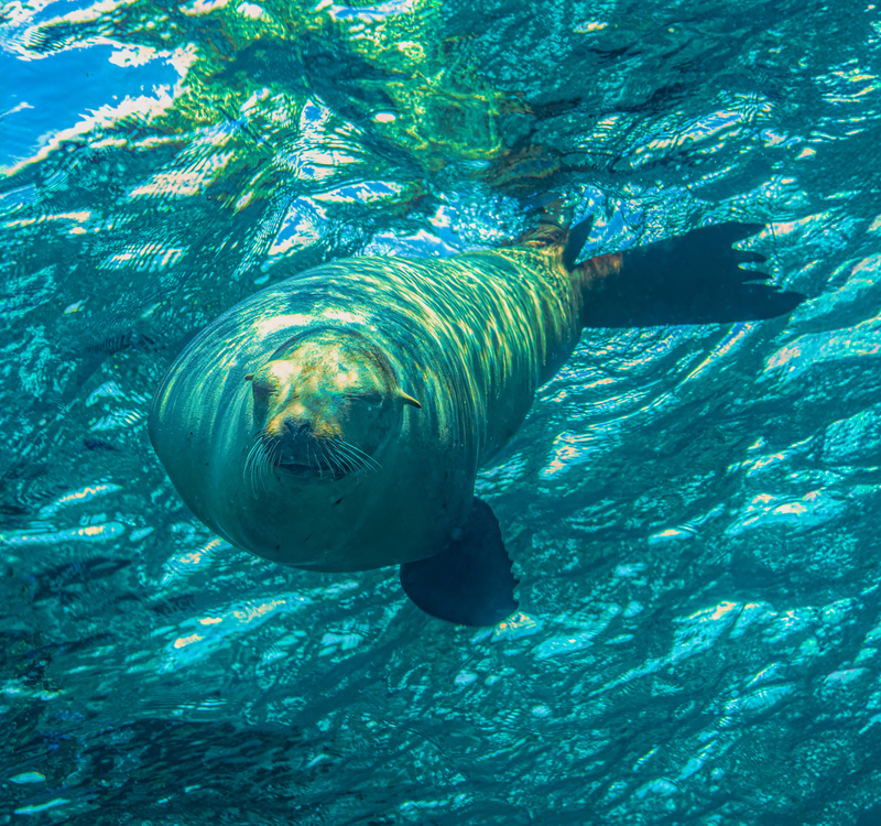 Sea Lion 9(1).jpg