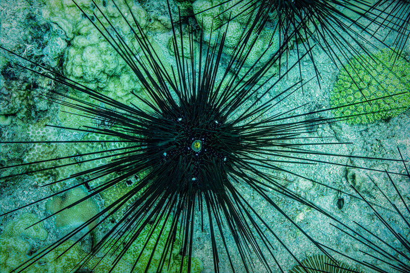 Sea Urchin(1).jpg