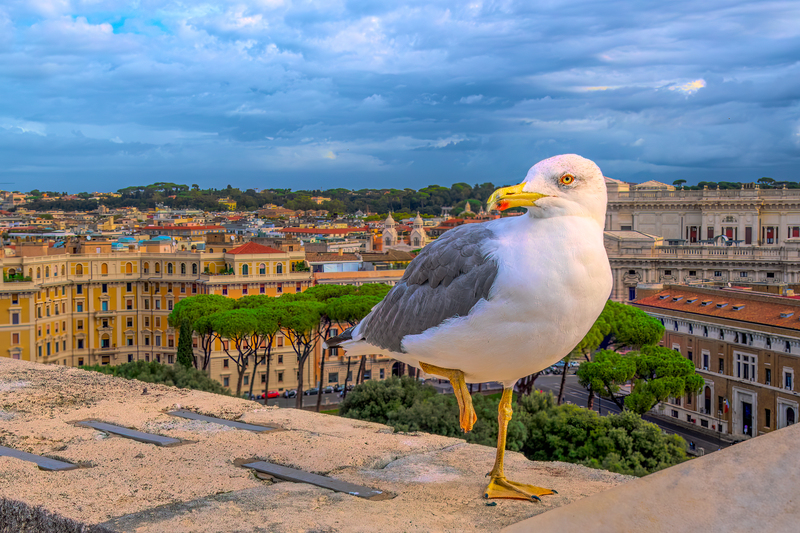 Seagul at Sant Angelo Castel.jpg