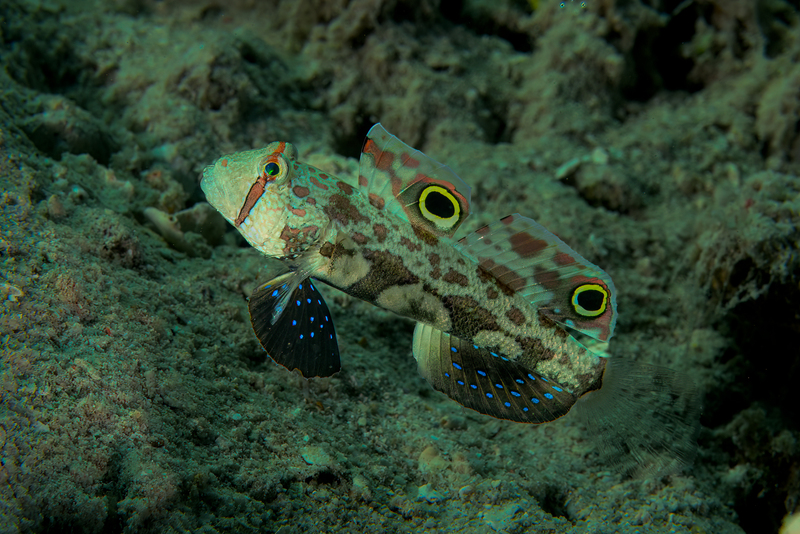 Signal Goby(1).jpg