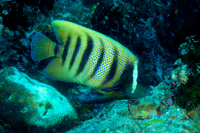 Six-Banded Angelfish.jpg