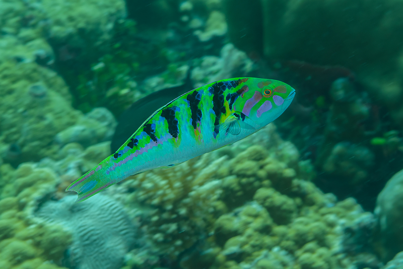 Six-bar Wrasse(1).jpg