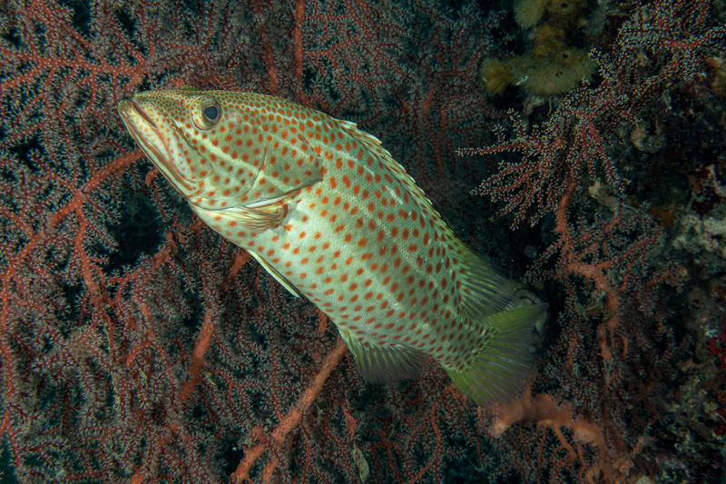 Slender Grouper(1).jpg