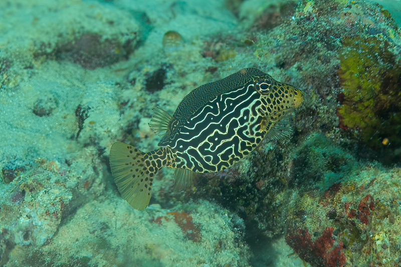 Solar Boxfish(1).jpg