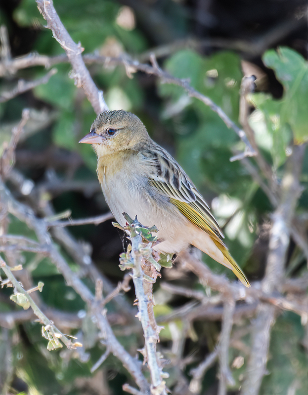 Southern Masked-Weaver(1).jpg