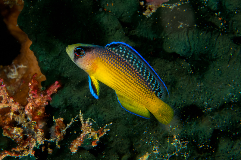 Splendid Dottyback(1).jpg