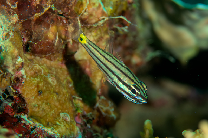 Split-banded Cardinalfish(1).jpg