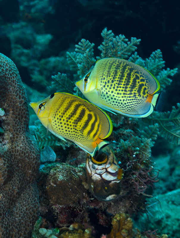 Spot-Banded Butterflyfish(1).jpg