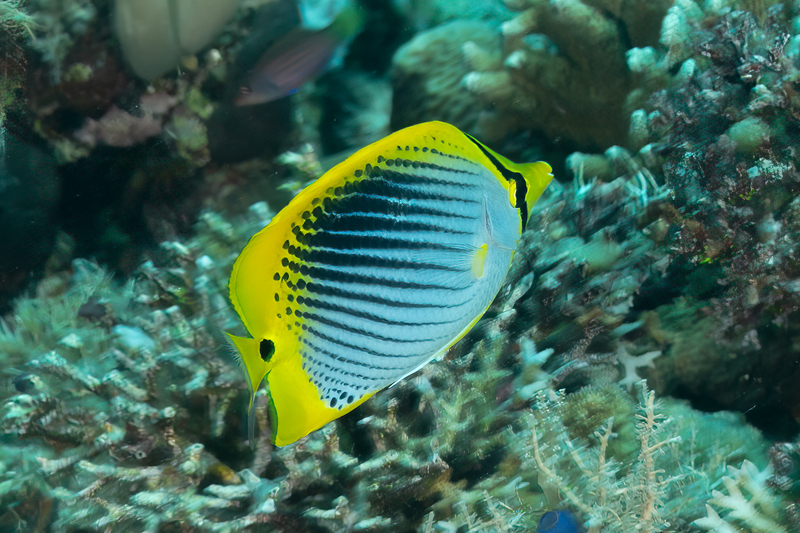 Spot-Tail Butterflyfish(1).jpg