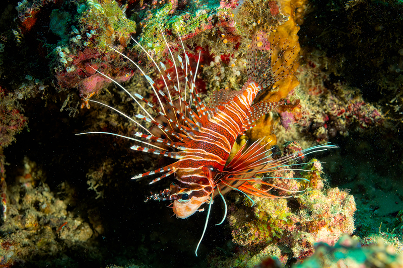 Spotfin Lionfish(1).jpg