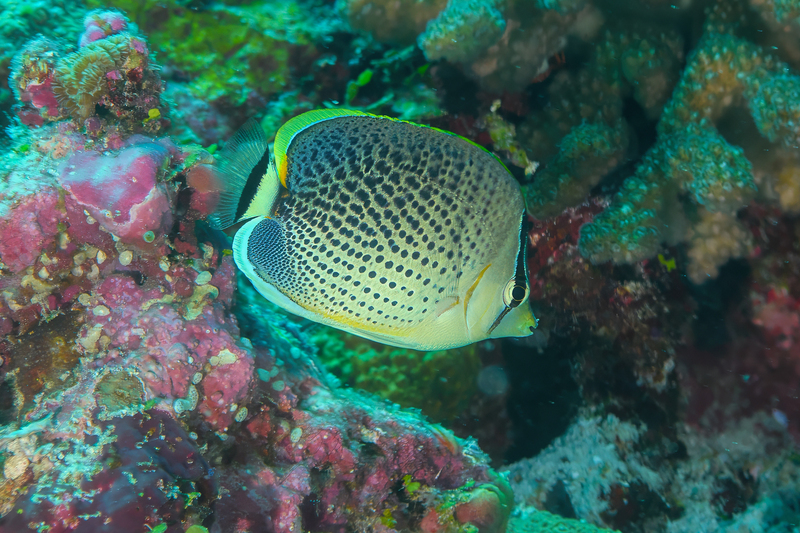 Spotted Butterflyfish(1).jpg