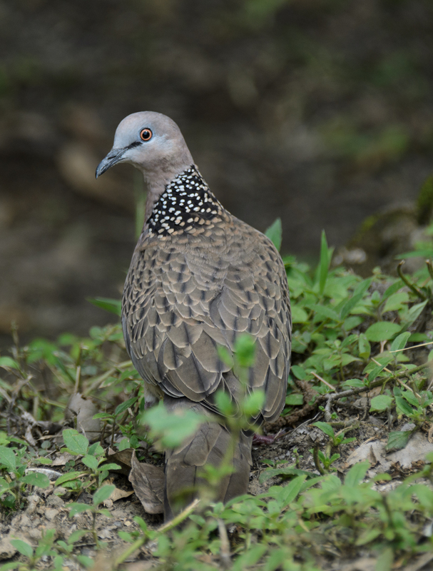Spotted Dove.jpg