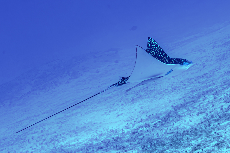Spotted Eagle Ray(2).jpg