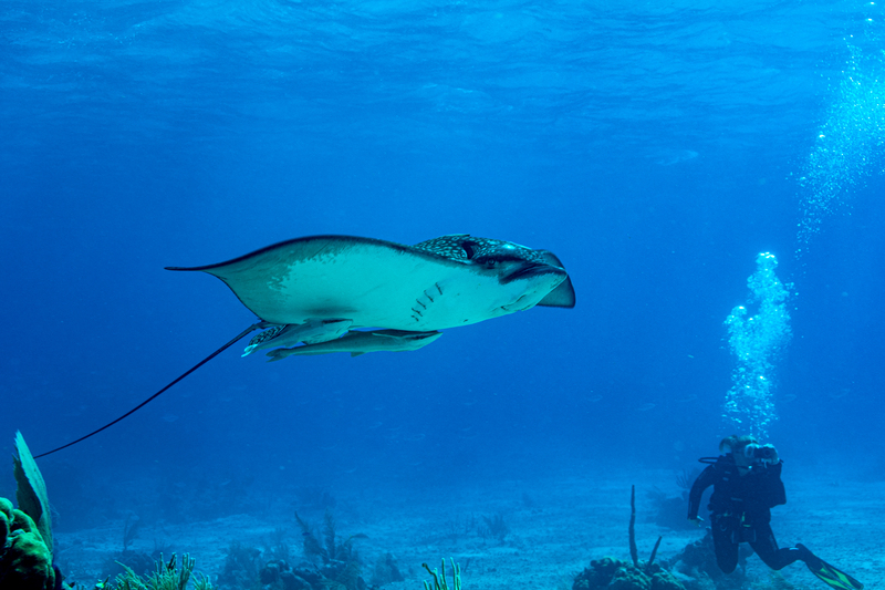 Spotted Eagle Ray , Spotted Eagle Ray Update – DAWP