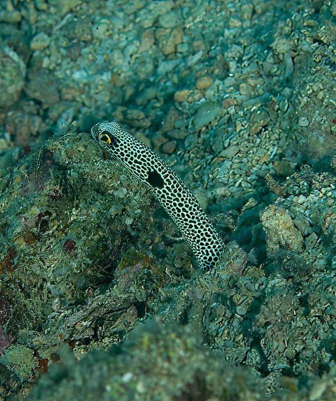 Spotted Garden Eel(1).jpg