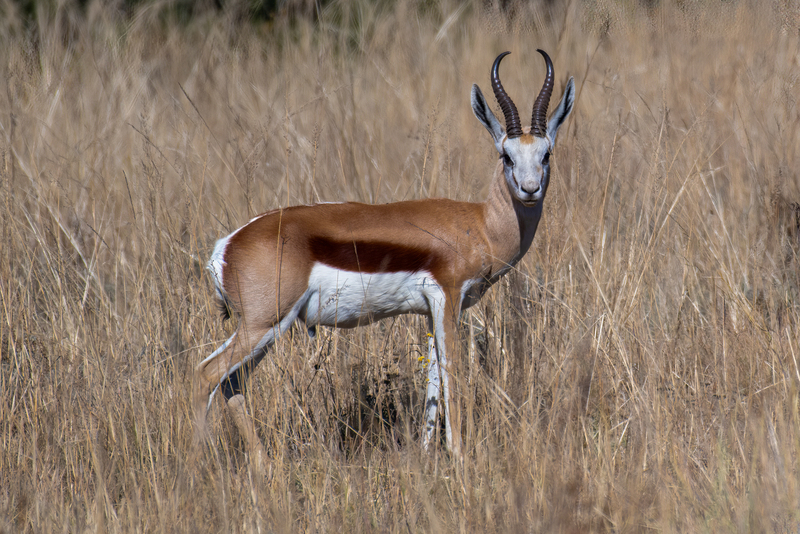Springbok(1).jpg