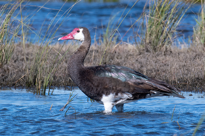 Spur-winged goose(1).jpg