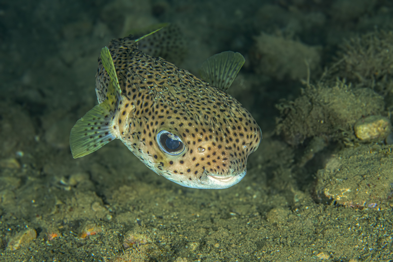 Star Puffer.jpg