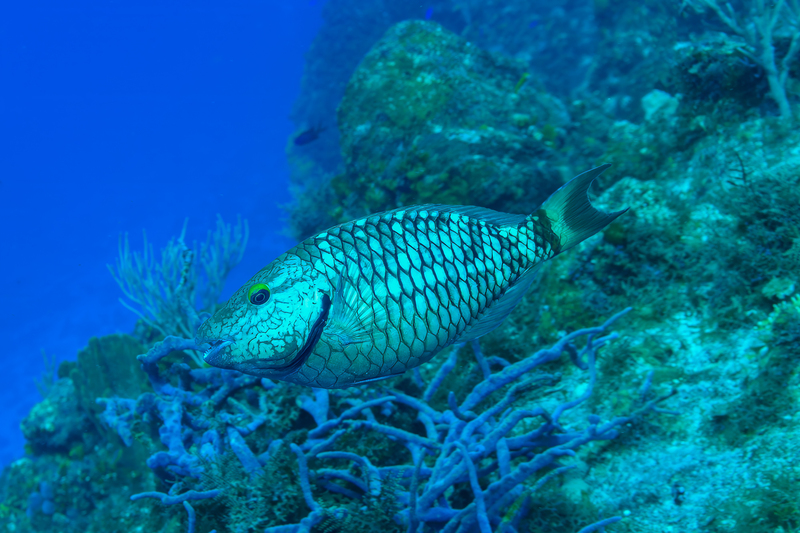 Stoplight Parrotfish IP(1).jpg
