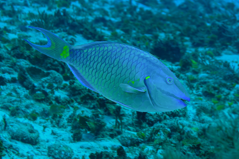 Stoplight Parrotfish(3).jpg