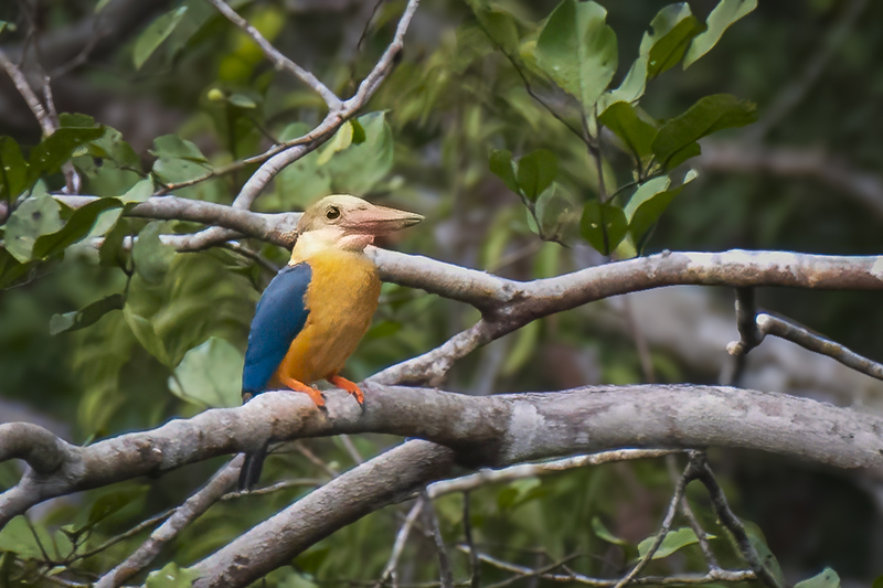Stork Bill Kingfisher(1).jpg