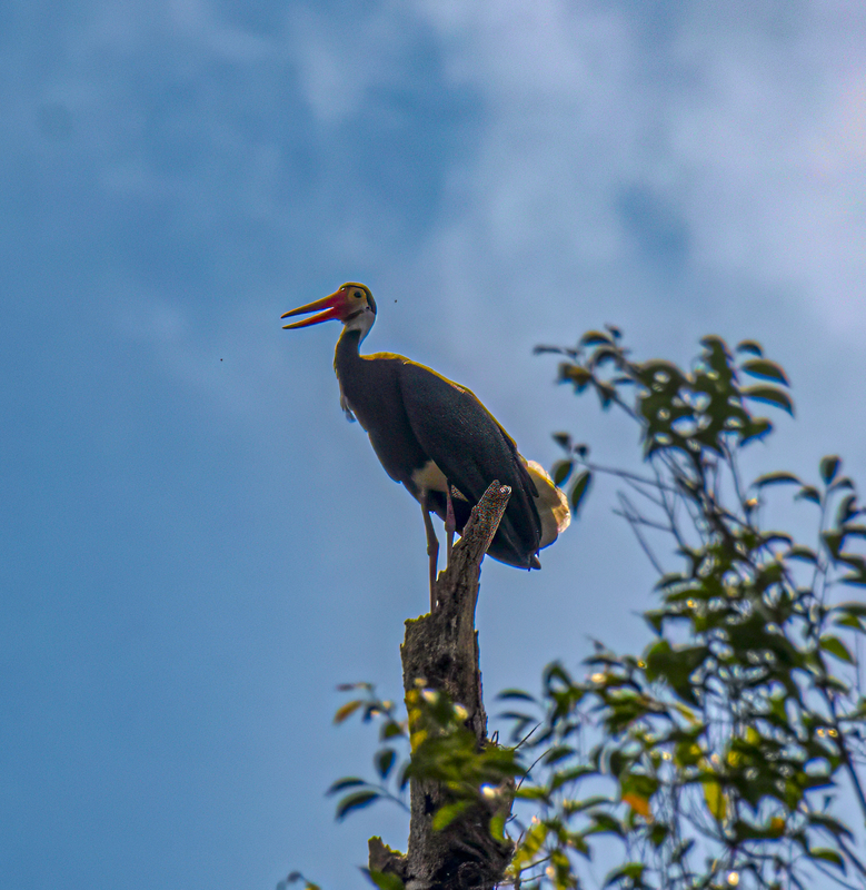 Storms Stork(1).jpg