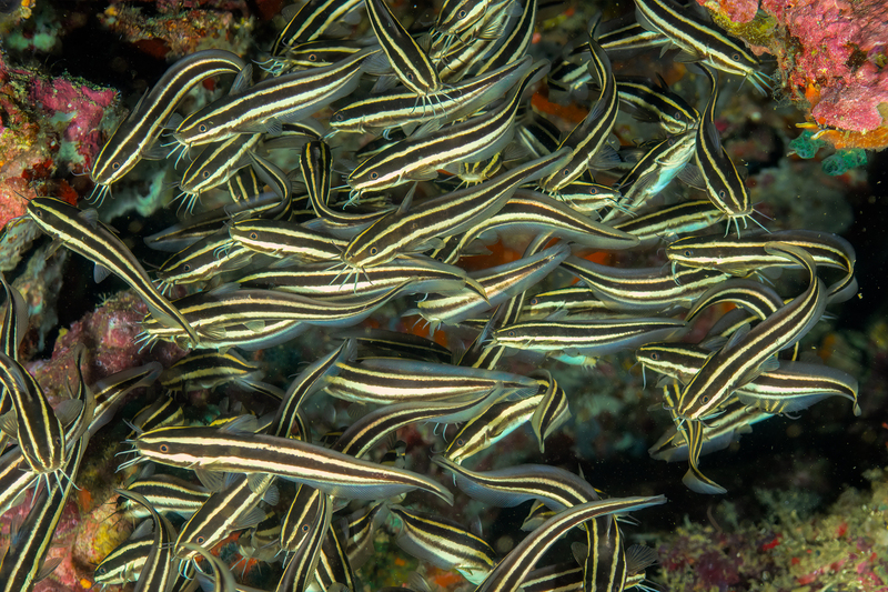 Striped Catfish 1(1).jpg