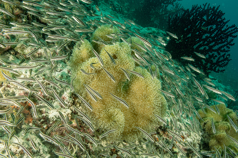Striped Catfish(1).jpg