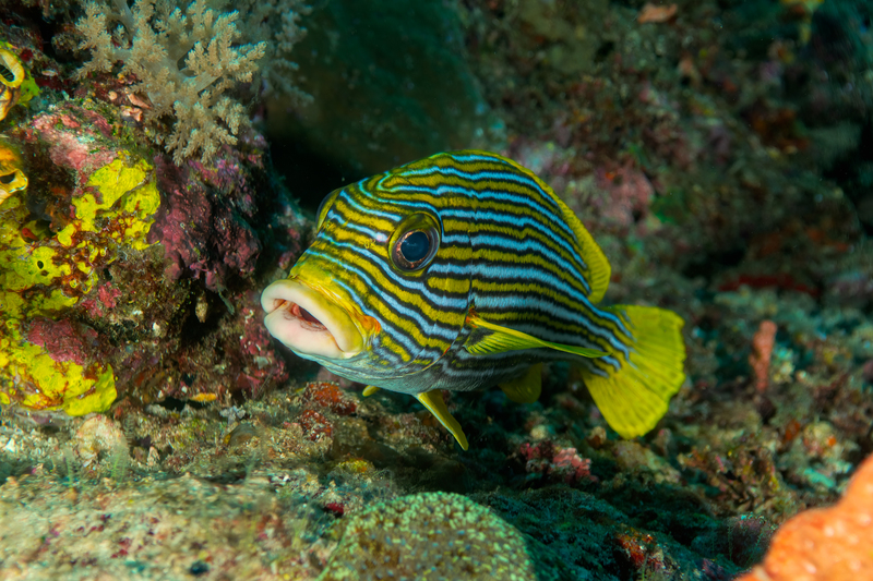 Sweetlips(1).jpg