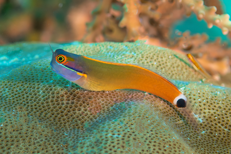 Tailspot Blenny(1).jpg