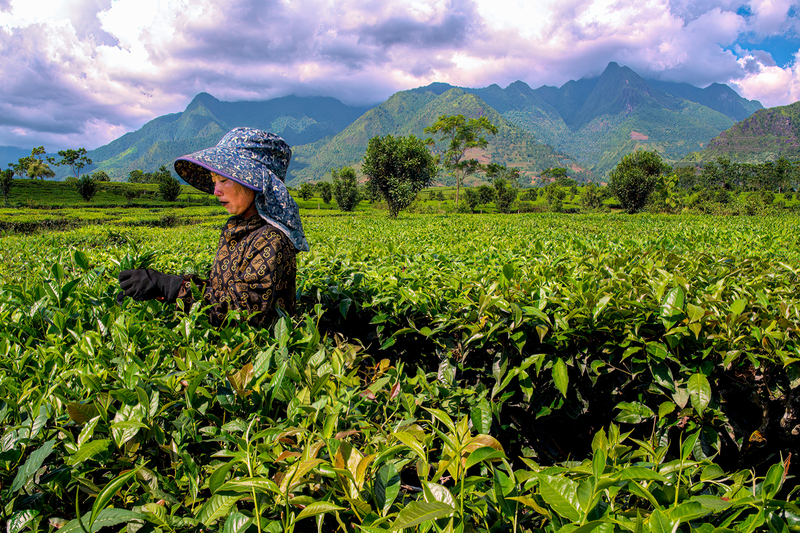 Tan Uyen Tea Plantation.jpg