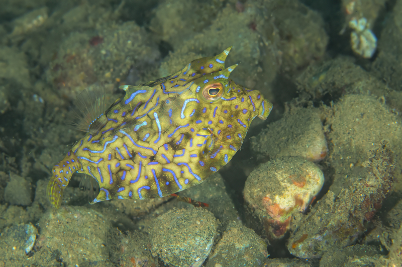 Thornback cowfish(1).jpg