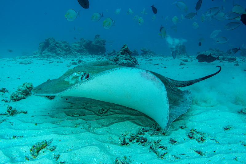 Thorny Stingray(1).jpg