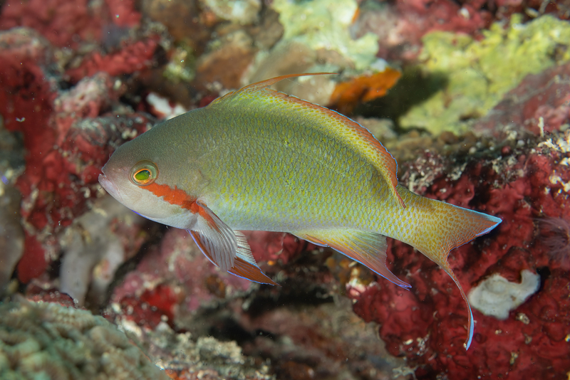 Threadfin Anthias(2).jpg