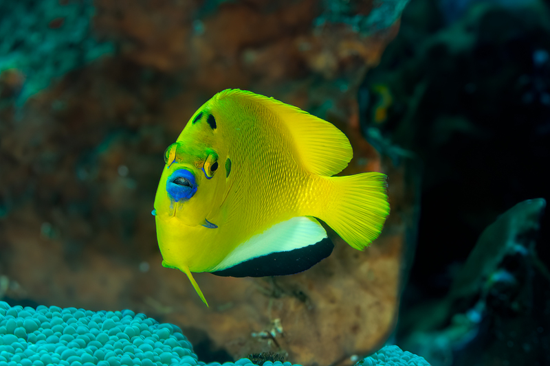 Three -Spot Anglefish(1).jpg