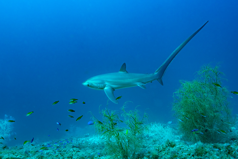 Thresher Shark(2).jpg