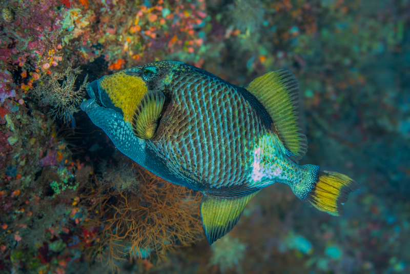 Titan Triggerfish(1).jpg