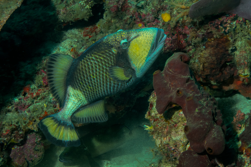 Titon Triggerfish(1).jpg