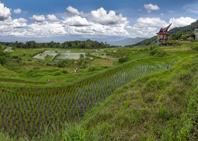Toraja Rice Fields.jpg