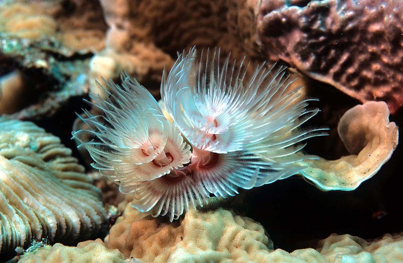 Tubeworm1.jpg