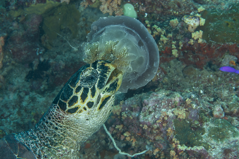 Turtle eating jellyfish(1).jpg