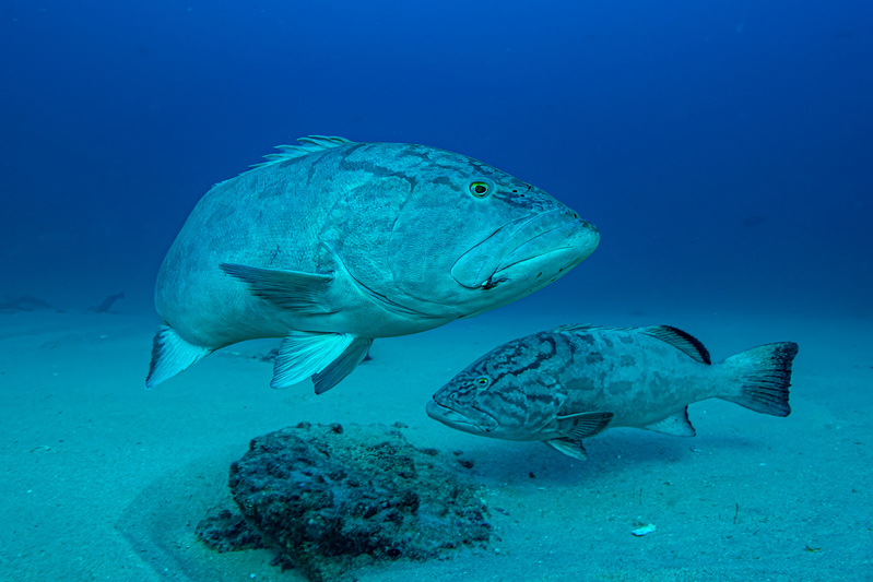 Two Groupers(1).jpg