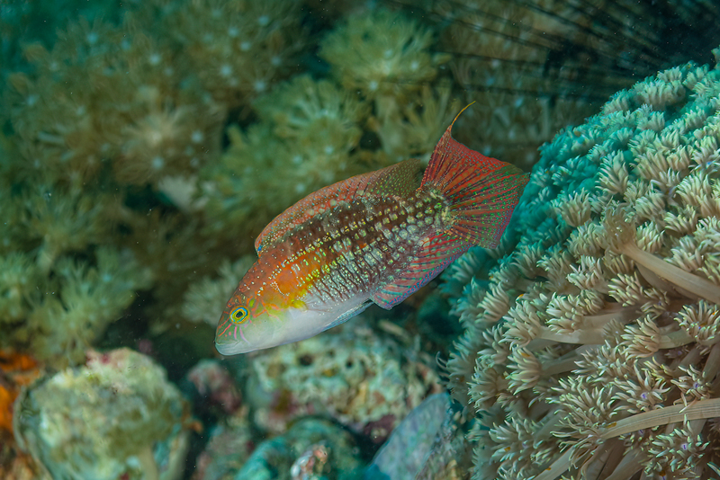 Twospot Wrasse(1).jpg