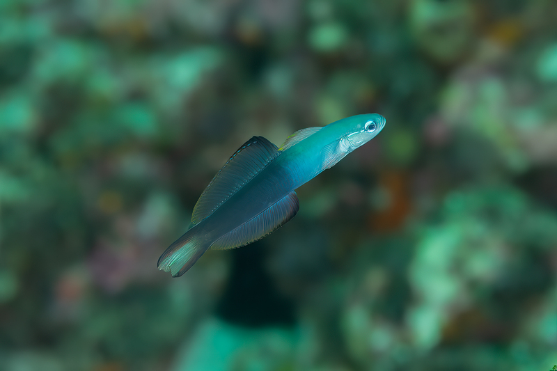 Twotone Dartfish(2).jpg