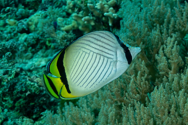 Vagabond Butterflyfish(1).jpg