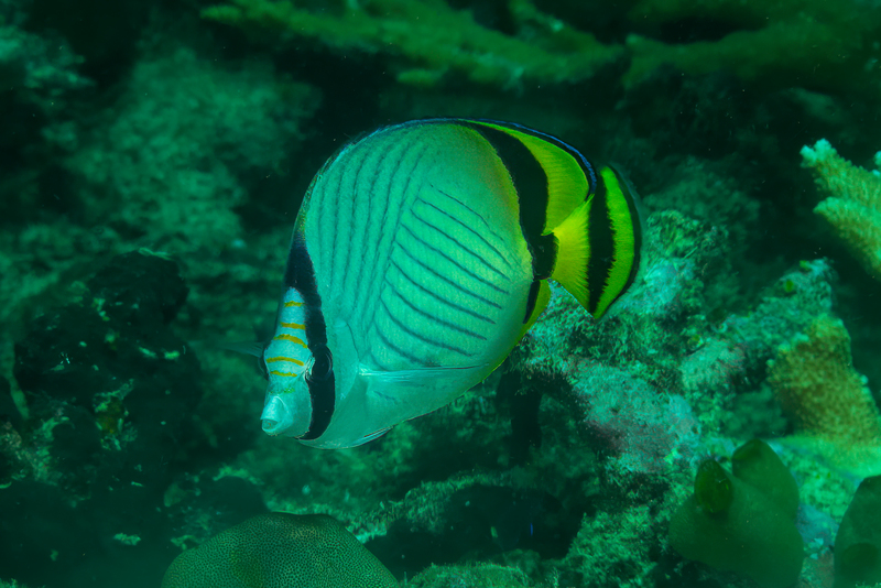 Vagabond Butterflyfish(2).jpg