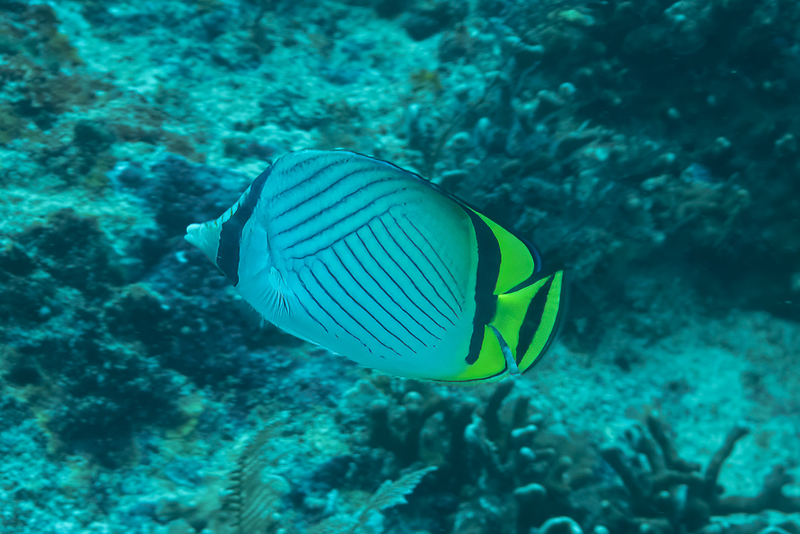 Vagabond Butterflyfish(3).jpg
