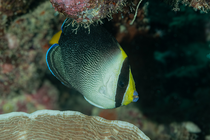 Vermiculated Angelfish(1).jpg