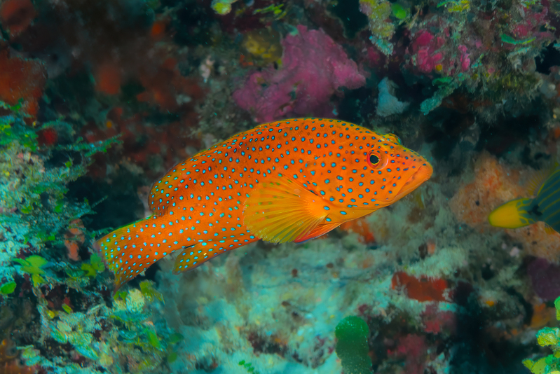 Vermilion Rock Cod.jpg