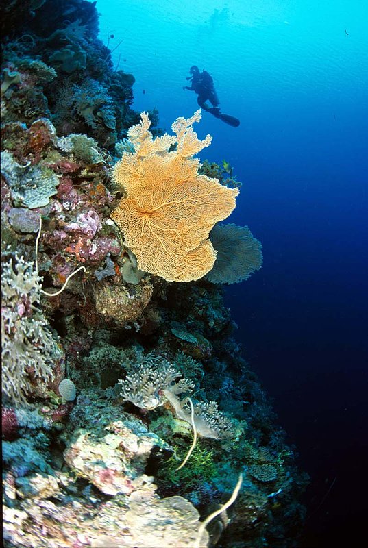 Wakatobi 10.jpg